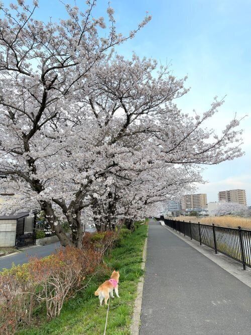 柴犬かぼすちゃん、にぎやかなお友だち犬と満開の桜の下、一緒の