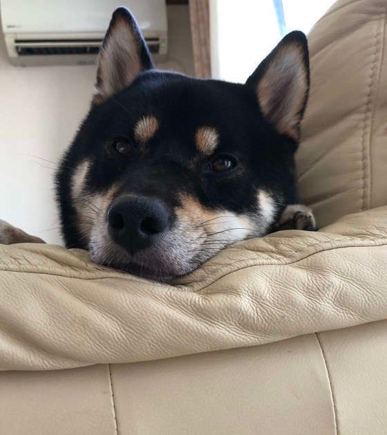 ここはエアコンが当たる特等席です♪