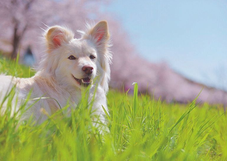 桜の撮影会に参加した小糠ちゃん（推定３才）は沖縄県で保護された元野犬（犬丸さん撮影）