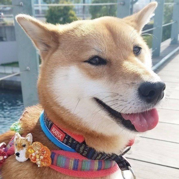 柴犬の小春ちゃん