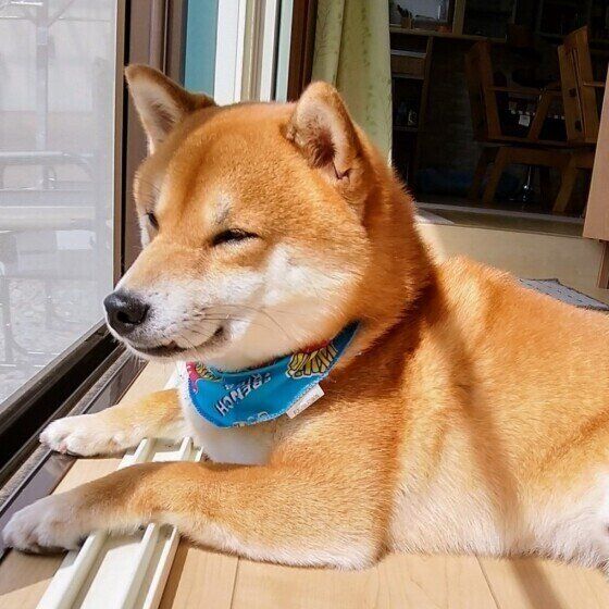 ひなたぼっこするまるくん（柴）