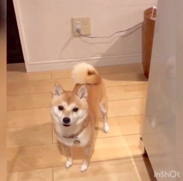 おやつが欲しくて文句を言う柴犬