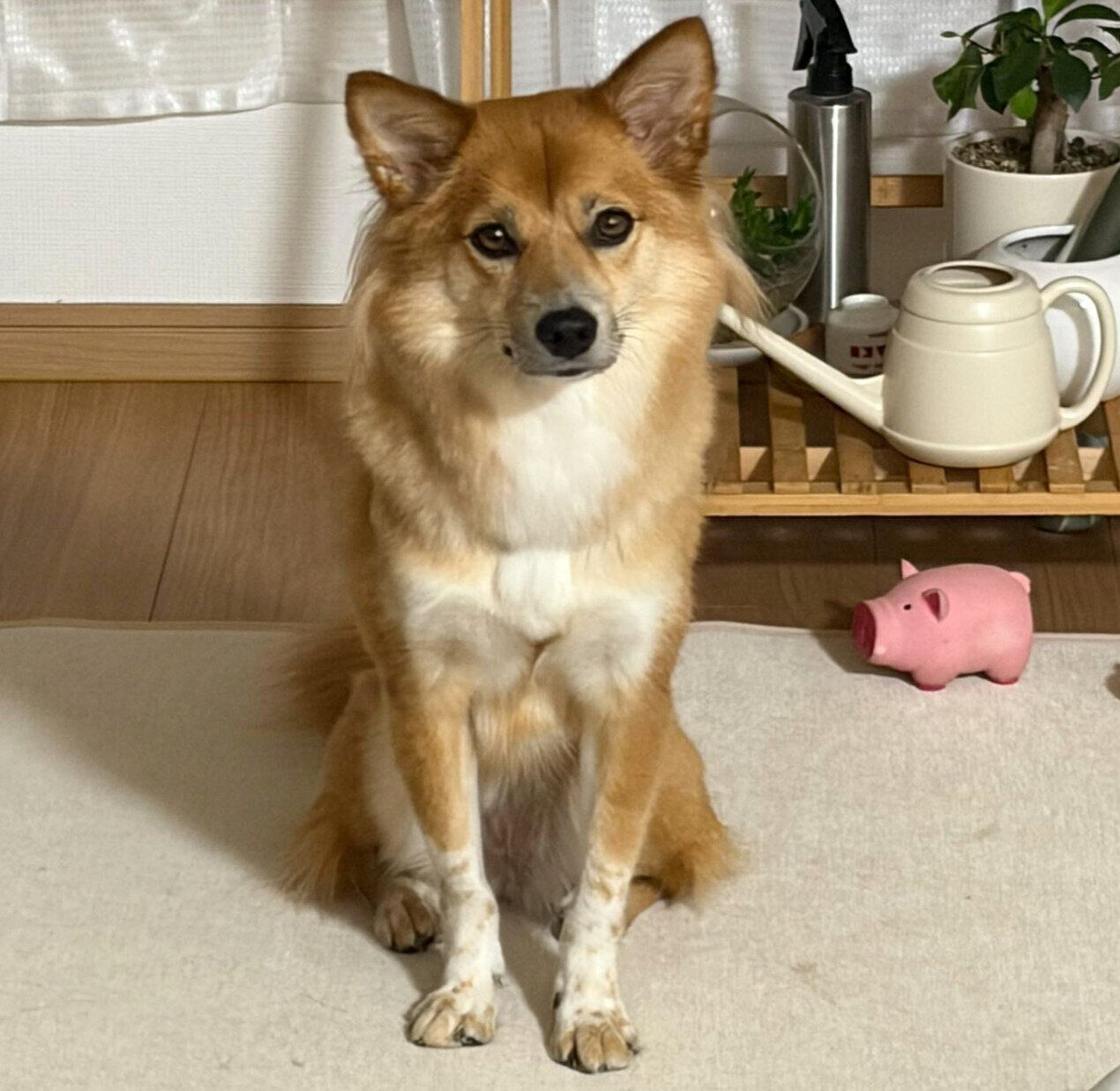 きちんとオスワリをして待つなのちゃん