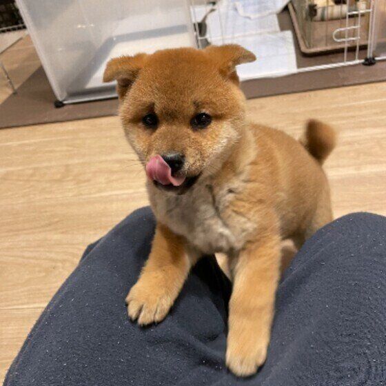 舌ペロする柴犬