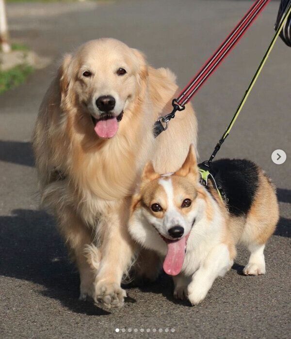 楽しそうにお散歩するシャロンちゃん、モグくん