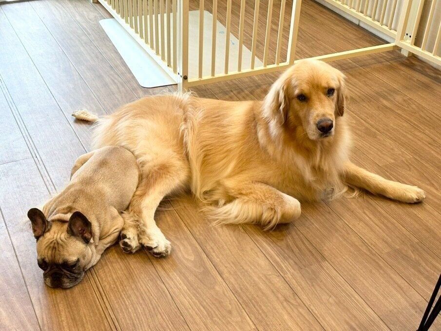 おしりとおしりをくっつけるぽち丸くん、ぷー助くん