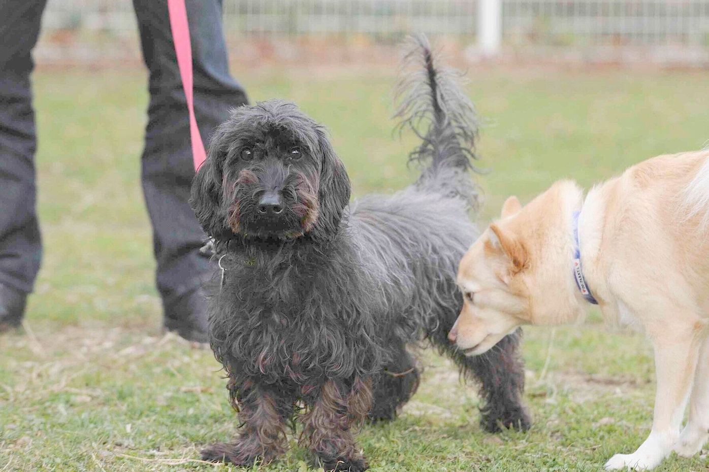 人間でいうと80才を超えたパートナー ドッグの ここ数年の変化 連載 西川文二の 犬ってホントは Vol 104 いぬのきもちweb Magazine 人間でいうと80才を超えたパートナー ドッグの ここ数年の変化 連載 西川文二の 犬ってホントは Vol 104 いぬのきもちweb Magazine
