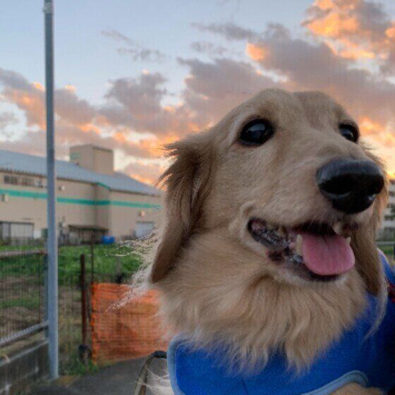 みにちゃん（ミニチュア・ダックスフンド）