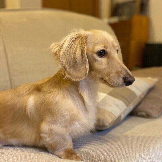 ミニチュア・ダックスフンドのパンちゃんがのんびり