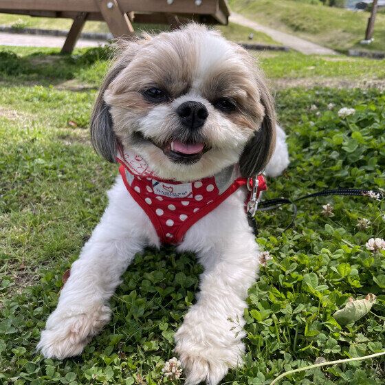 シーズーのプリンちゃん