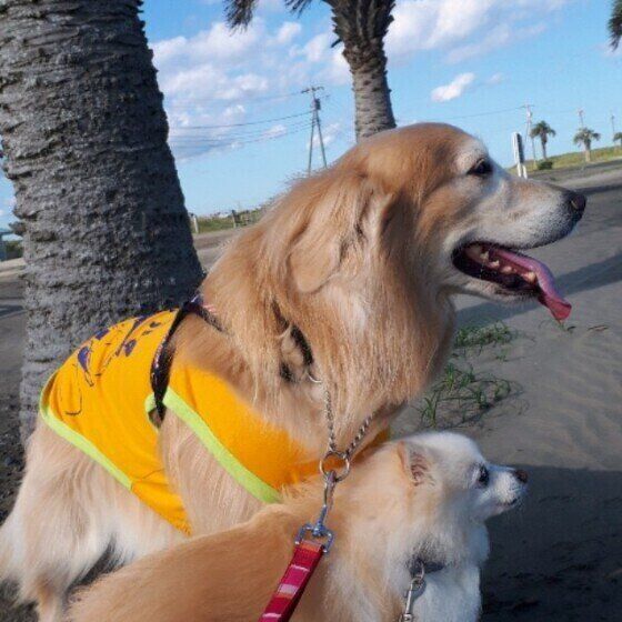 ゴールデン・レトリーバー