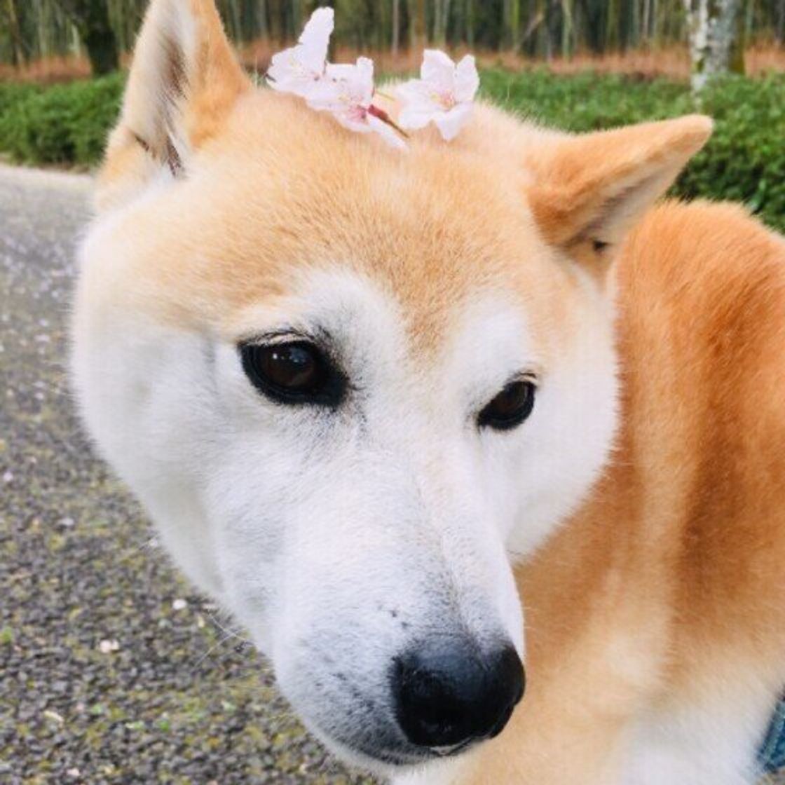 獣医師監修 老犬の介護 住環境の見直しや 役立つグッズ 体験談も いぬのきもちweb Magazine 獣医師監修 老犬の介護 住環境の見直しや 役立つグッズ 体験談も いぬのきもちweb Magazine