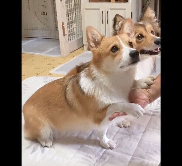 同時に「オテ」をするせこむちゃん、うりちゃん