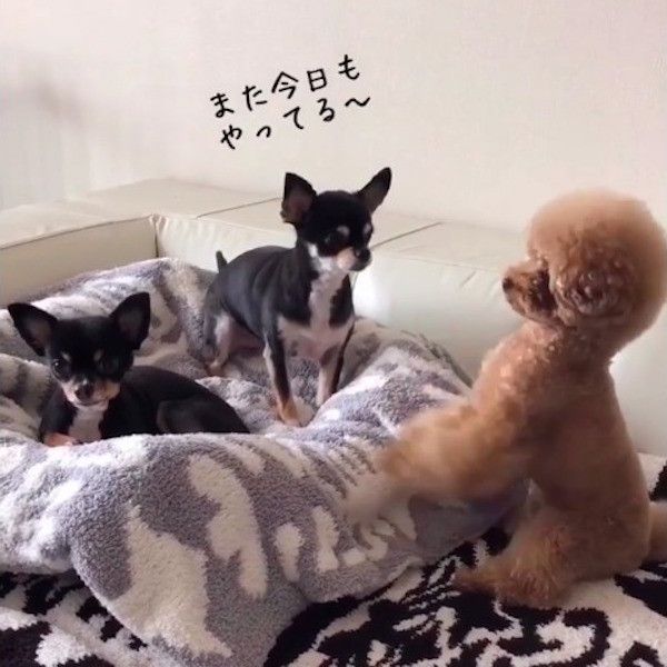 ちょうだいポーズワンコ