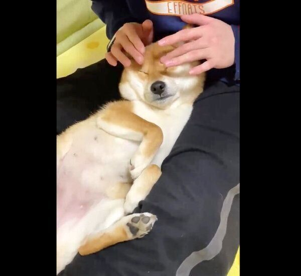 マッサージをしてもらうゆきちゃん