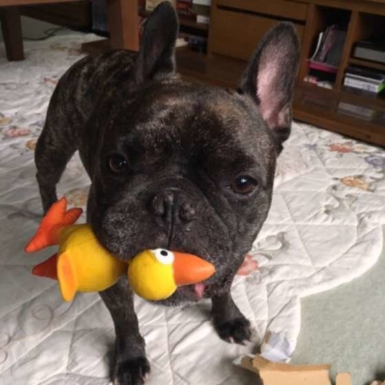 おもちゃをくわえるフレンチ・ブルドッグ