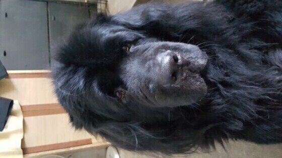 ニューファンドランドの重千代くん