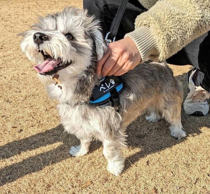 晴れた日に散歩をするペレくん