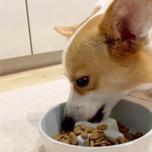 ごはんの食べ方が特徴的なコーギー