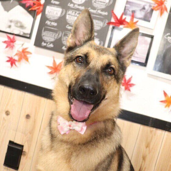 ジャーマンシェパードドッグのクレアちゃん