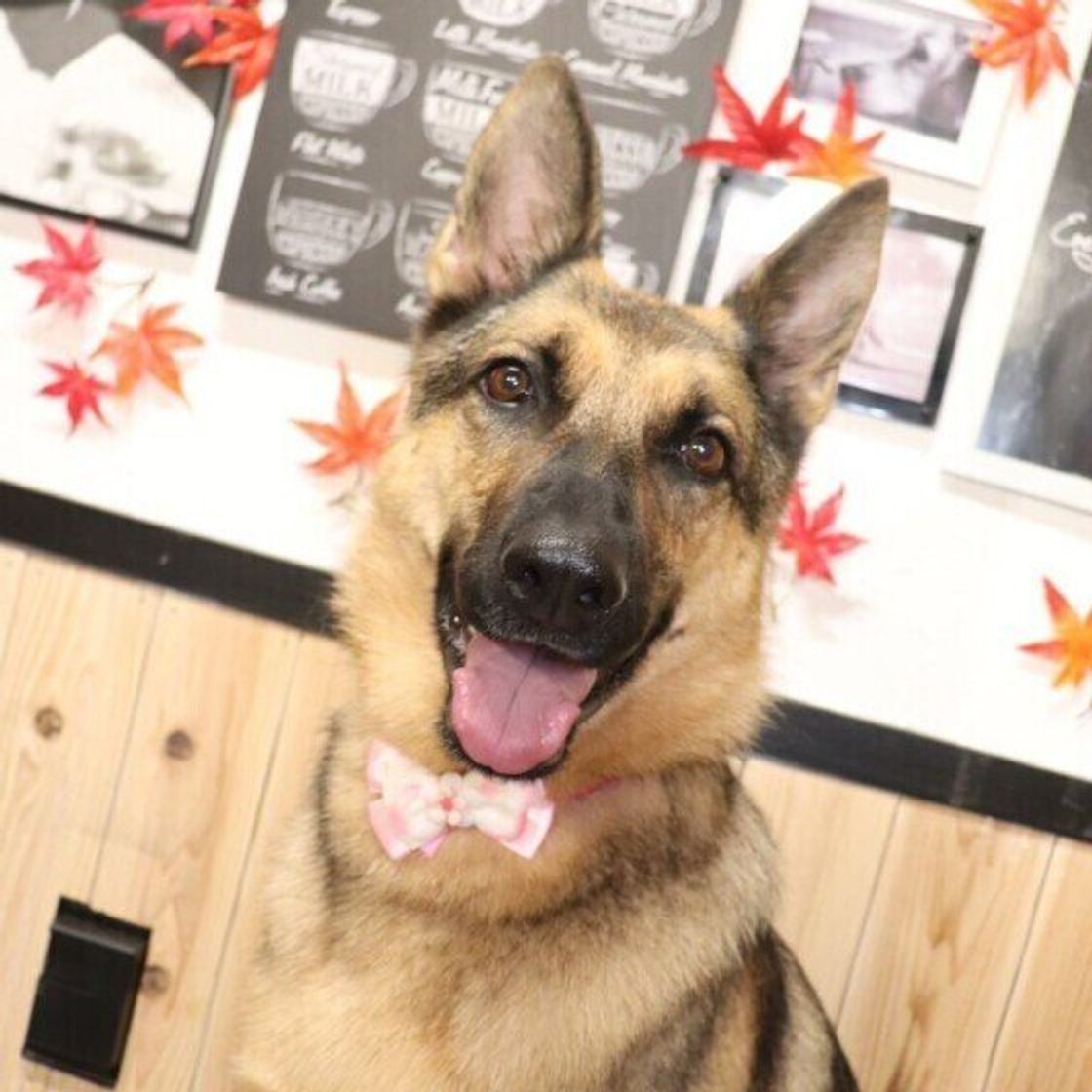 ジャーマン シェパード ドッグって 今話題の犬に注目 いぬのきもちweb Magazine ジャーマン シェパード ドッグって 今話題の犬に注目 いぬのきもちweb Magazine