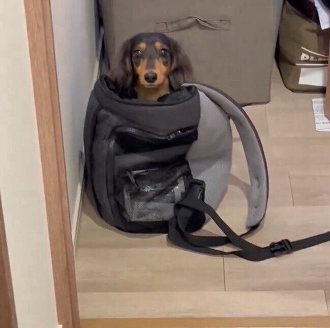 キャリーバッグから飼い主さんを見つめるこうくん