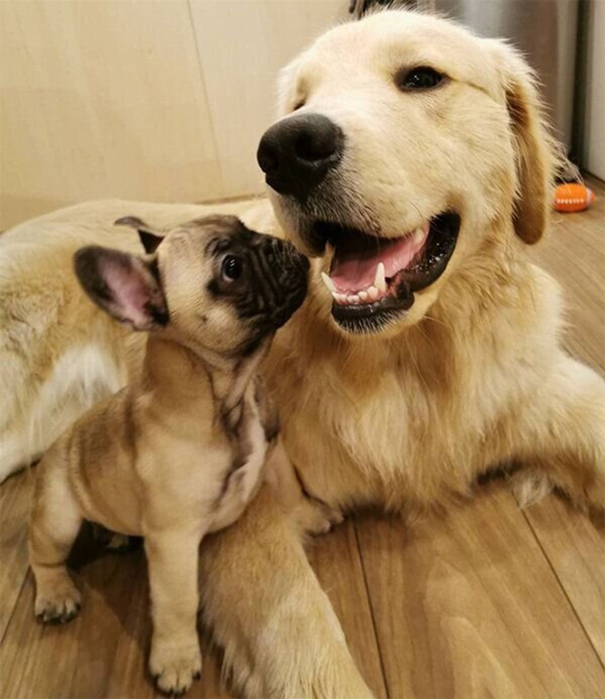 愛犬が 怪しい動き をしているのをペットカメラで目撃 まさかのポーズで待ち構えていた いぬのきもちweb Magazine 愛犬が 怪しい動き をしているのをペットカメラで目撃 まさかのポーズで待ち構えていた いぬのきもちweb Magazine