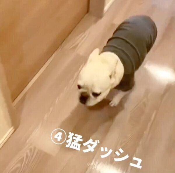 ダッシュするやまわきちゃん