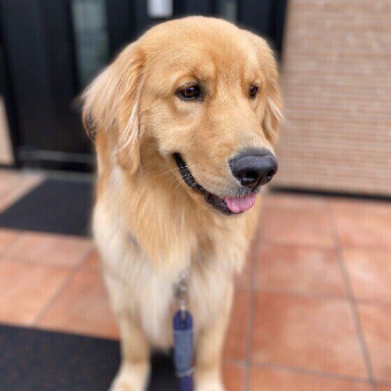 ゴールデン・レトリーバーのウィルくん！もっとお散歩したいのかな？