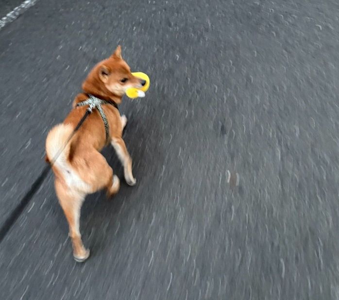 アヒルさんを運搬するべにまるくん