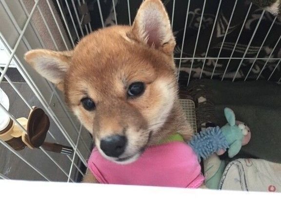 ケージに入った柴の子犬