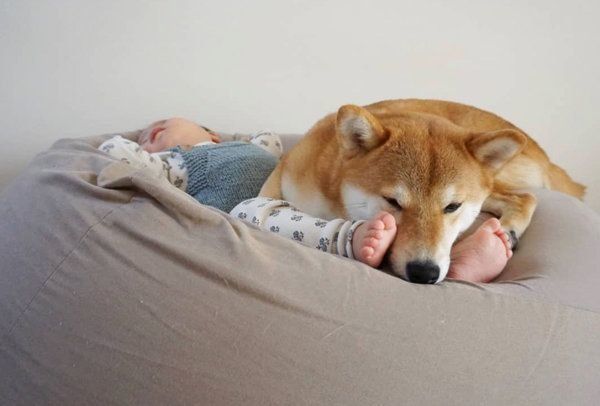 柴犬のひなたちゃんと妹ちゃん