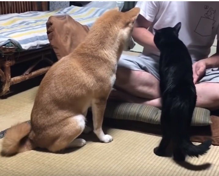 おやつを食べる柴犬と黒猫