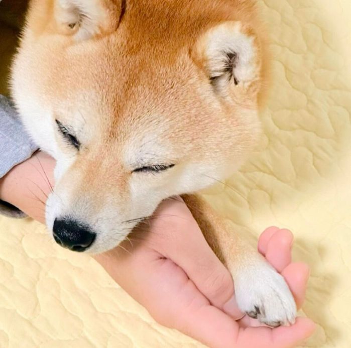 くつろぐモモちゃん