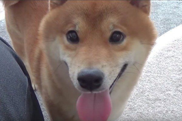 恋みくじをひく柴犬