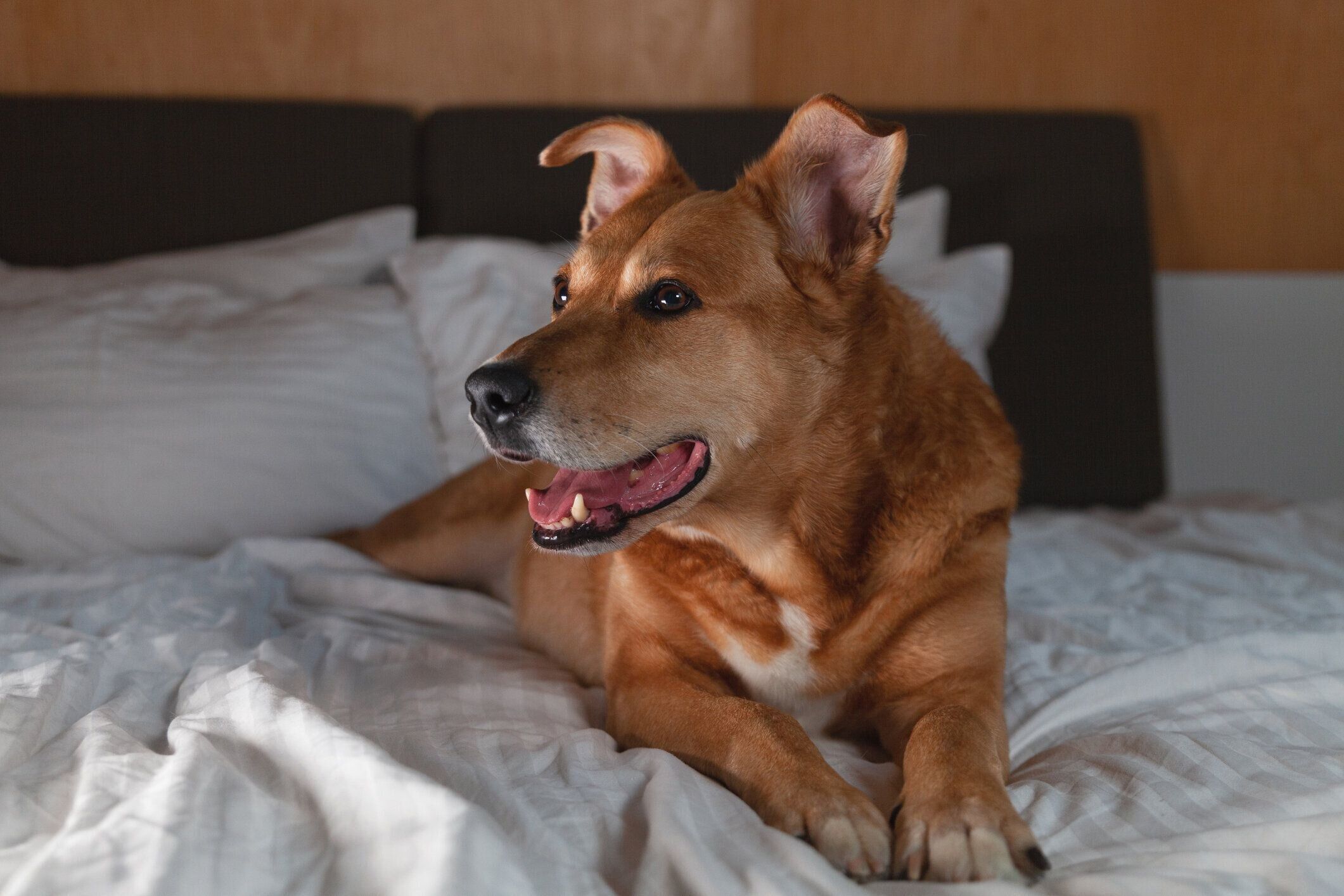 ベッドの上にいる犬