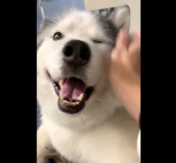 笑顔のフィスくん