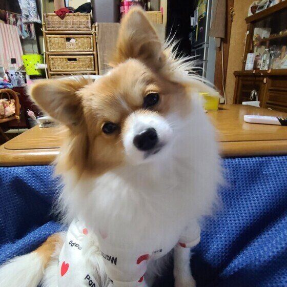 首をかしげる犬