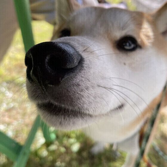 お鼻を近づける天くん