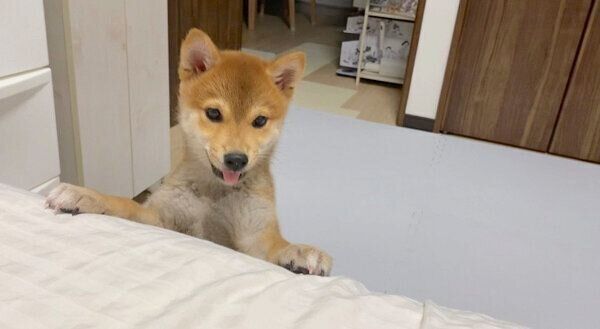 飼い主さんを起こすなつめちゃん