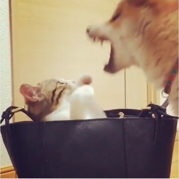 ワンニャンバトル