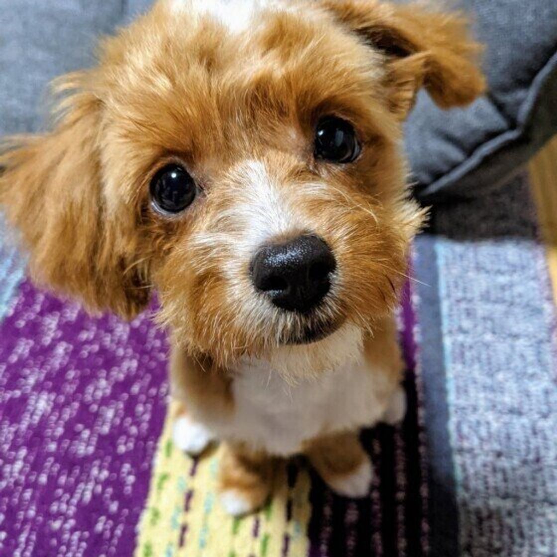 獣医師解説 エキノコックス症ってどんな病気 犬の飼い主として知っておくべき正しい知識と注意点 いぬのきもちweb Magazine 獣医師解説 エキノコックス症ってどんな病気 犬の飼い主として知っておくべき正しい知識と注意点 いぬのきもちweb Magazine