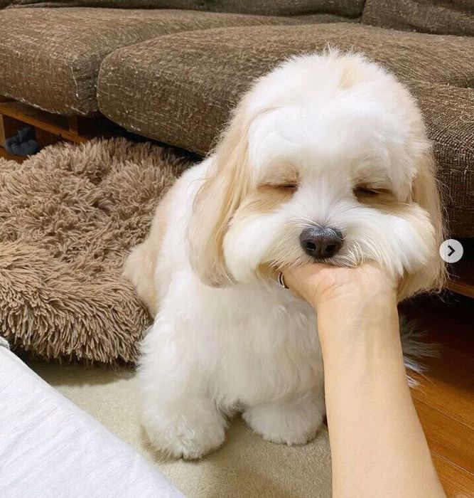 飼い主さんの手にあごをのせてウトウトするあんちゃん