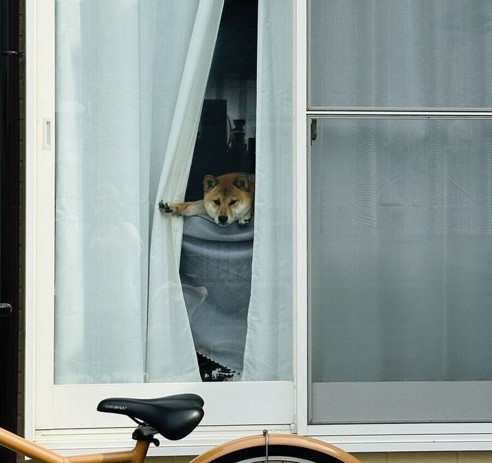 外を眺めているつくねちゃん