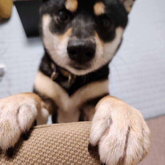 柴犬