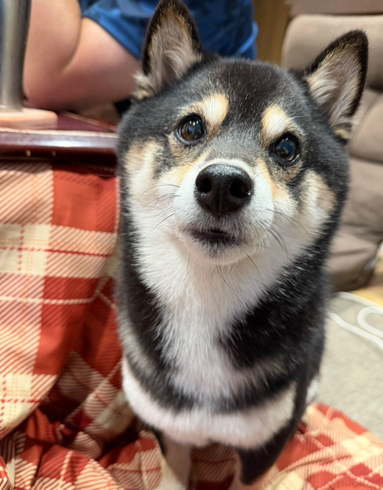 見つめるあのんちゃん