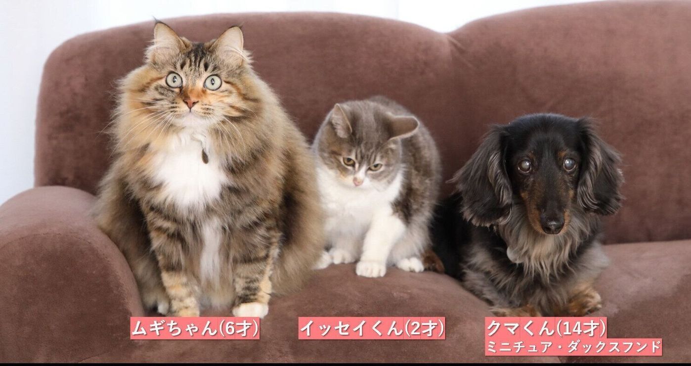 Pr うちのコの知らない姿を見たっ ペットカメラで撮った留守番中の動画を見てみると いぬのきもちweb Magazine Pr うちのコの知らない姿を見たっ ペットカメラで撮った留守番中の動画を見てみると いぬのきもちweb Magazine