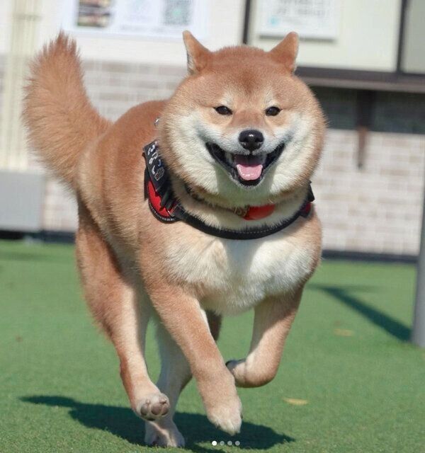 走るきなこちゃん