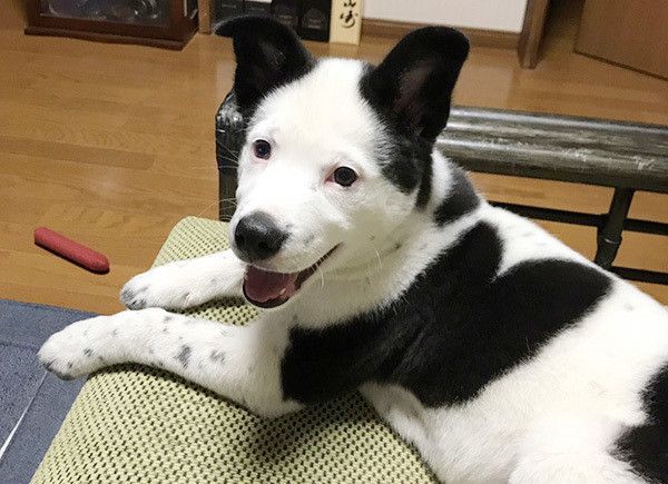 見つめる犬