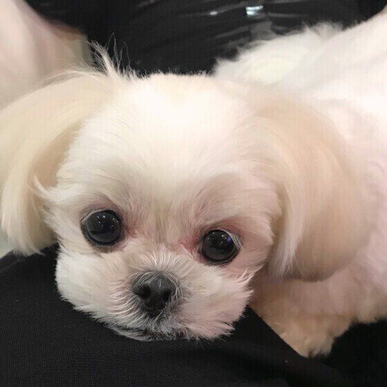 まったりするMIX犬